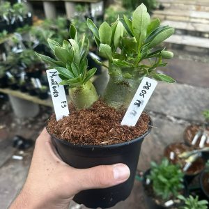 2805 18 Arabicum Minotauro F3