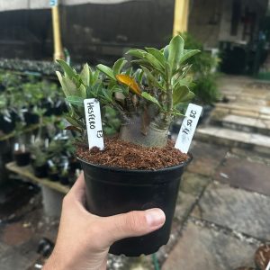 2805 11 Arabicum Hesfero F3