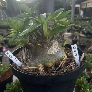 2805 19 Arabicum Ultron - adulta