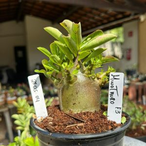 2805 04 Arabicum Minotauro ( Vitrine ) F3
