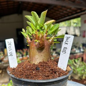 2805 09 Arabicum Hulk Red ( Vitrine ) F3
