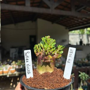 2805 02 Arabicum Pantera Negra ( Vitrine )