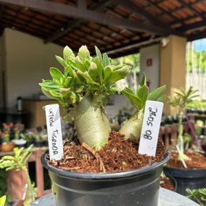 2805 08 Arabicum Ultron Tigrada ( Tigrada ) F3