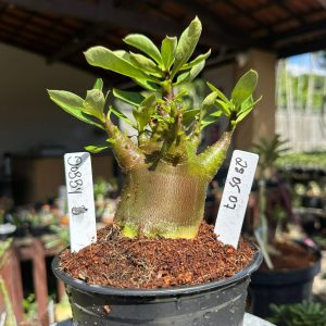 2805 07 Arabicum Dobby ( Vitrine )