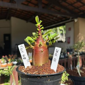 2805 05 Arabicum T rex Red ( Vitrine ) F3