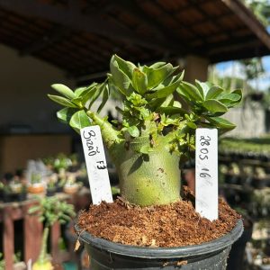 2805 16 Arabicum Bizão ( Vitrine ) F3