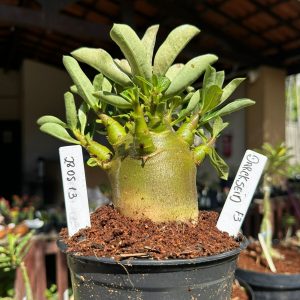 2805 13 Arabicum Darckseid ( Vitrine ) F3