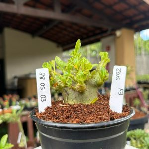 2905 03 Arabicum Zeus f3 ( Vitrine )