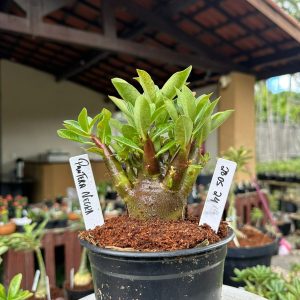 2905 24 Arabicum Pantera negra ( Vitrine )