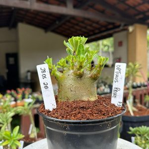 2905 20 Arabicum Optimus Prime F3 ( Vitrine )