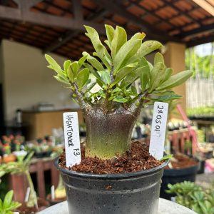 2905 01 Arabicum HighTower ( Vitrine )