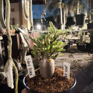 2905 07 Arabicum Super Black F3
