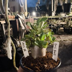 2905 06 Arabicum King Kong F3