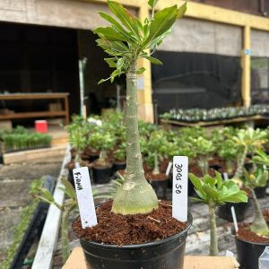 3005 50 Rosa do Deserto Fiona