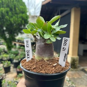 3005 21 Arabicum Black Hulk F3