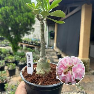 3005 53 Rosa do Deserto Laila