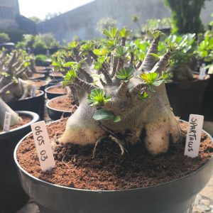0605 03 Arabicum Spartacus - adulta