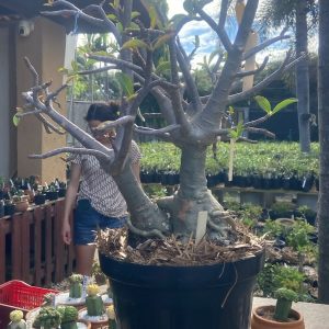2105 10 Arabicum Balãozinho - Adulta