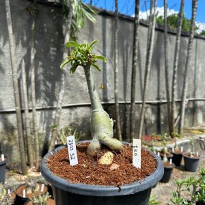 2305 32 Baobá Baby Filó ( Leilão )