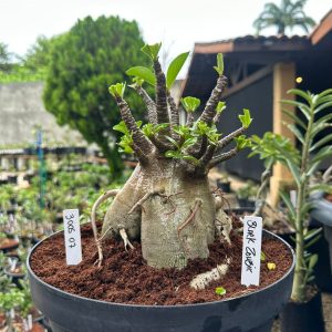 3005 07 Arabicum Black Zombie ( leilão ) - Adulta