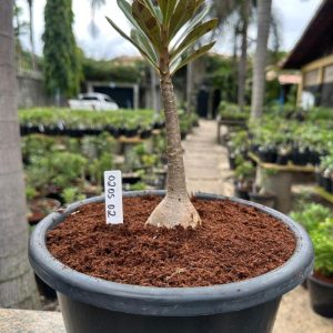 0205 02 Socotranum