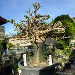 1205 03 Socotra Blue Learf