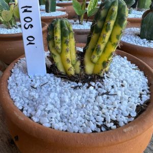 1105 01 Cacto Echinopsis Pachanoi variegata