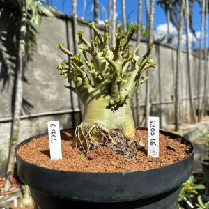 2305 16 Arabicum Eiffel - Adulta