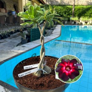 0605 28 Rapunzel Black Cherry + carambola