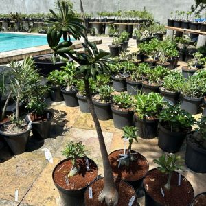 0605 01 Socotranum