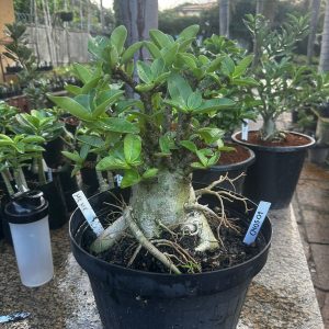 0405 01 Arabicum Mkmk - Adulta