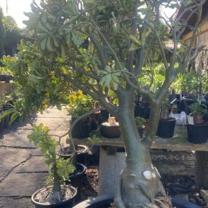 0805 02 Socotra Singela