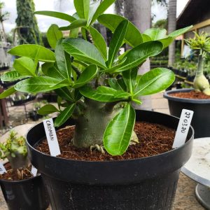 2703 20 Arabicum Cadman - Adulta