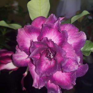 Baby - Rosa do Deserto TOC 2