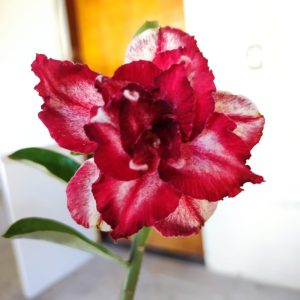 Baby - Rosa do Deserto Rubelita