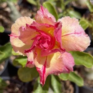 Baby - Rosa do Deserto RO - 444