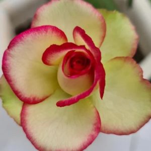 Baby - Rosa do Deserto Marylin