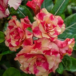 Baby - Rosa do Deserto Pop Corn II
