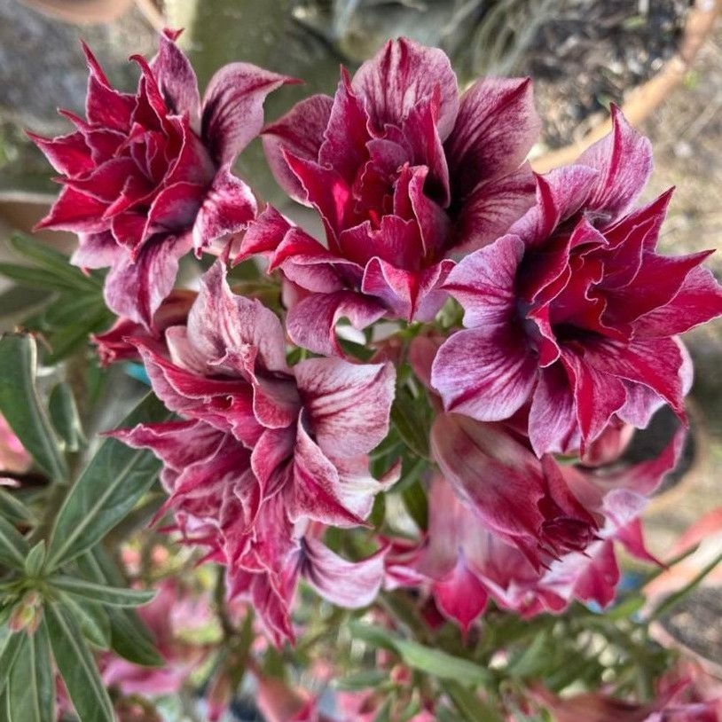 Baby - Rosa do Deserto Mademoiselle