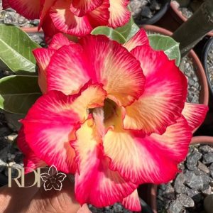 Rosa do Deserto Paraibana