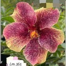Baby - Rosa do Deserto LM 365