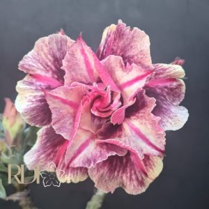Rosa do Deserto Luxury