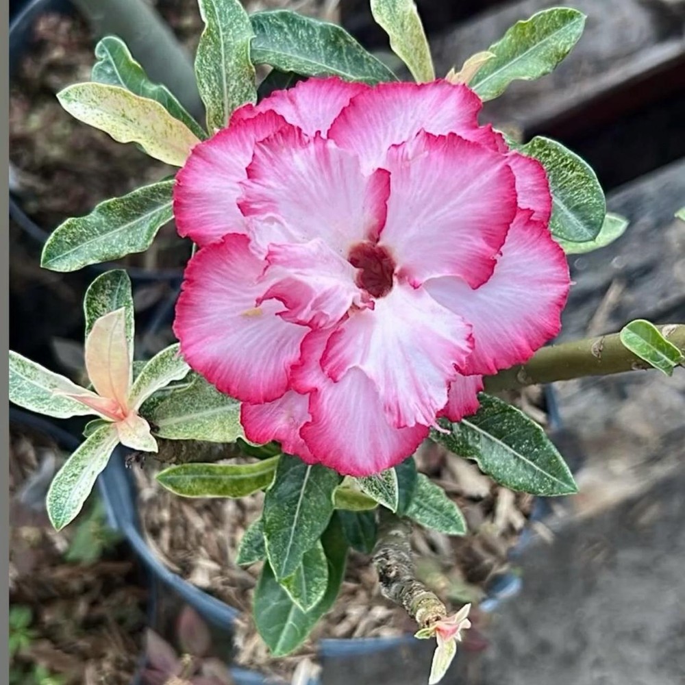 Baby - Rosa do Deserto Variegata Ice