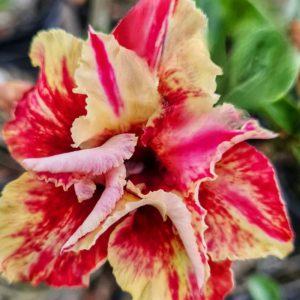 Baby - Rosa do Deserto Heat Fire