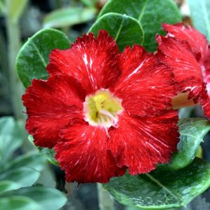 Baby - Rosa do Deserto Sparkling Lava