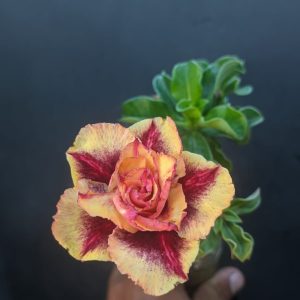 Baby - Rosa do Deserto Sarcenak