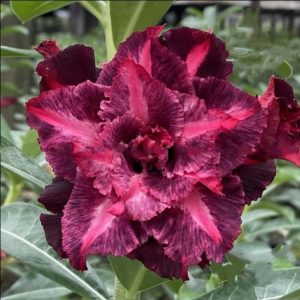Rosa do Deserto Violet Perfumada(EV171)