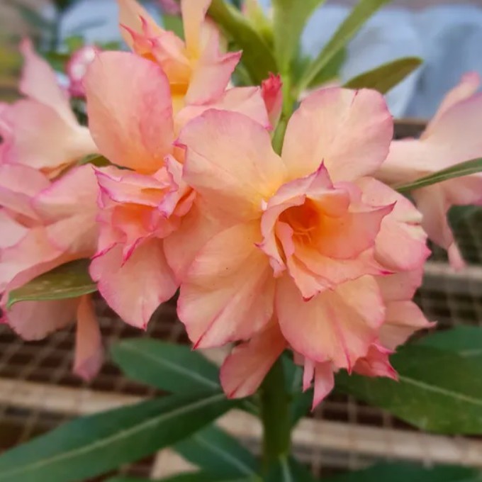 Baby - Rosa do Deserto Coral ( EV57 )
