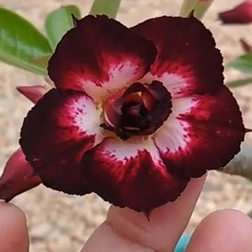 Baby - Rosa Do Deserto M9 Dobrada