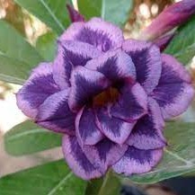 Baby - Rosa do Deserto Sansão